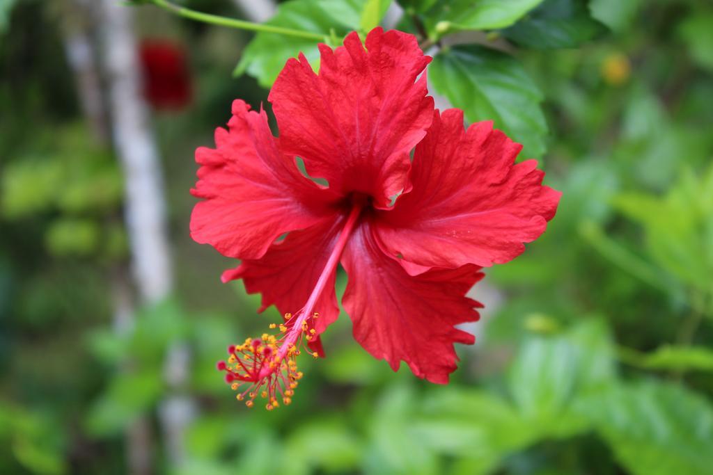 Muri Vista Villas Đảo Đảo Rarotonga Ngoại thất bức ảnh